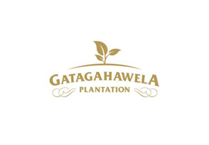 Gatagahawela Tea
